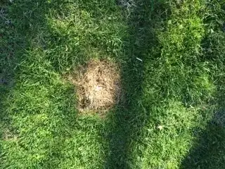 squirt spot