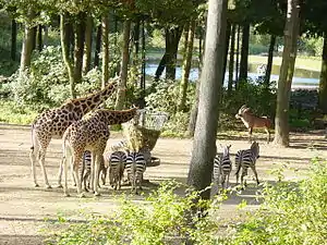 Burgers' Zoo in Arnhem, Netherlands